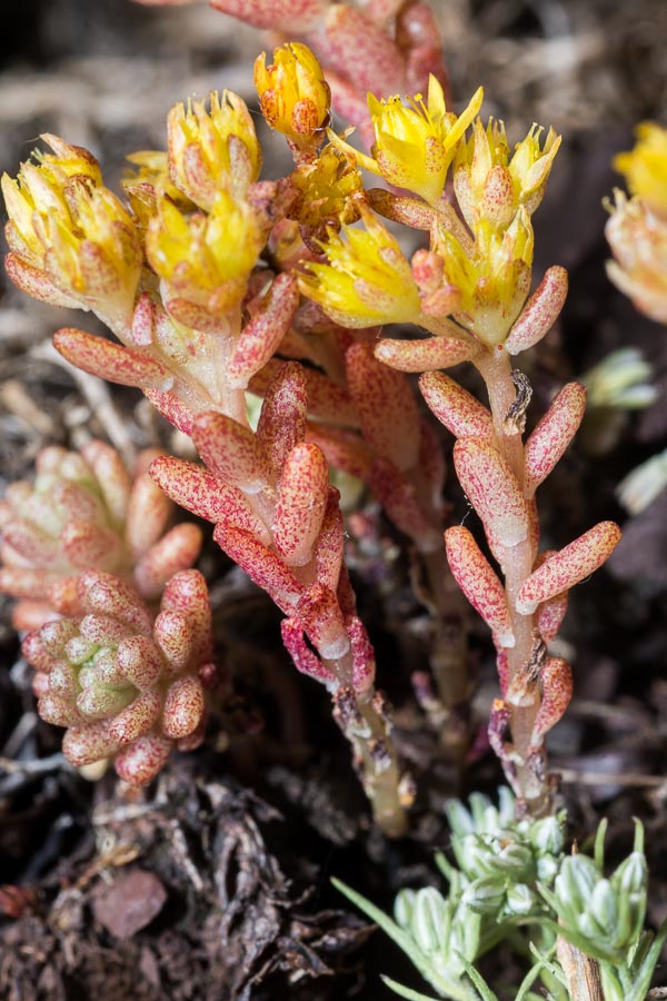 Sedum annuum / Borracina annua